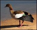 _9SB9326 egyptian goose